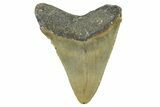 Fossil Megalodon Tooth - North Carolina #368453-1